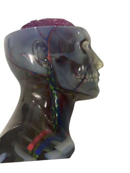 Head and Neck Model